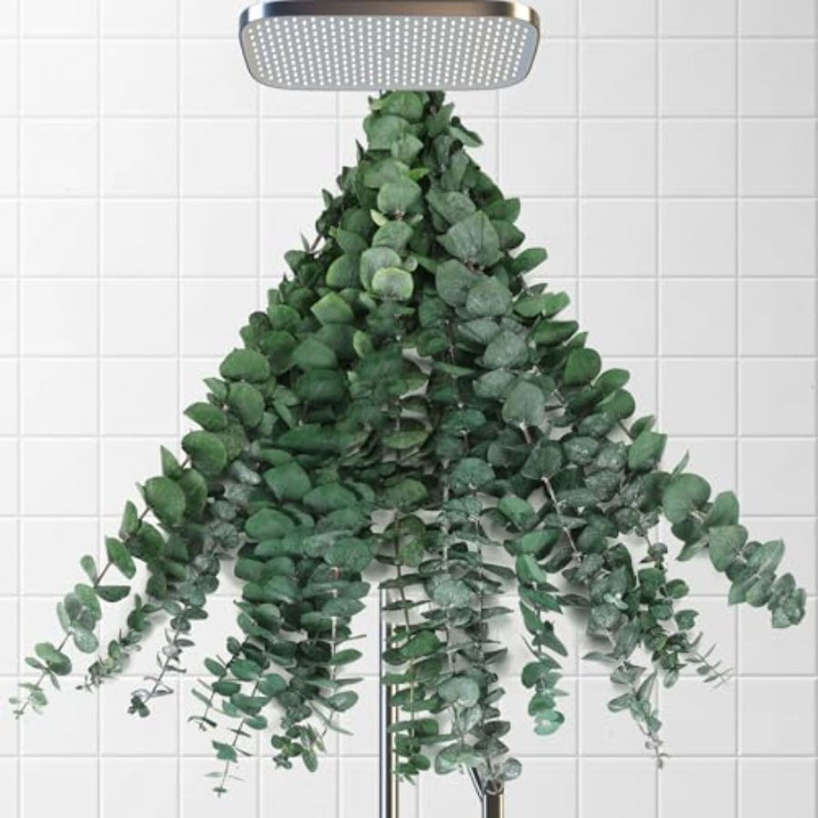 Ramos de Eucalipto Secos para  - Home Fragrance Eucalyptus avaliação e preço