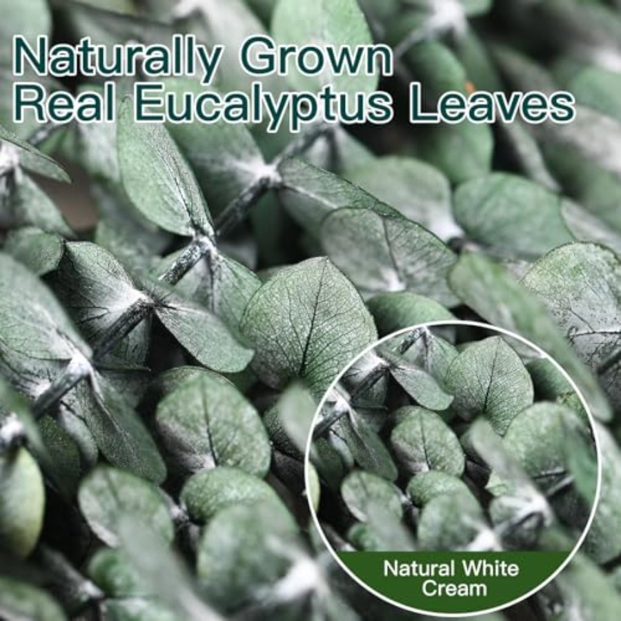 Ramos de Eucalipto Secos para  - Home Fragrance Eucalyptus avaliação e preço